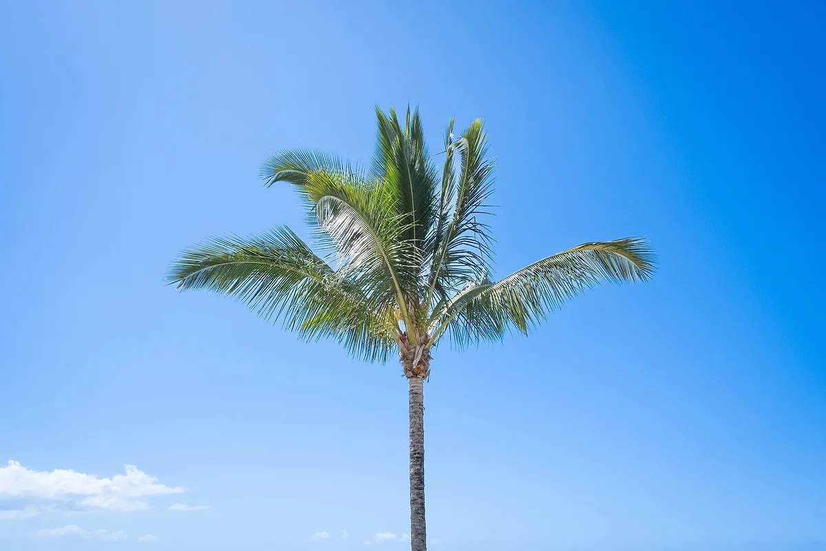 Un palmier du jardin sur le ciel bleu